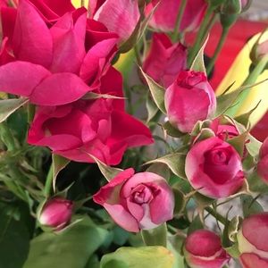 Meet your Posher, Sonia